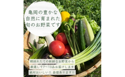 予約 野菜と米 12回 定期便 京都 佐伯の里 新鮮 旬の野菜セット 7～10品 コシヒカリ2kg 新米 定期便 12ヶ月 京都丹波・亀岡産 季節の野菜 詰め合わせ 訳あり 生活応援 ※北海道・沖縄・離島への配送不可 ※2025年9月下旬頃より順次発送