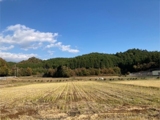 令和7年産 犬甘野産 キヌヒカリ 3kg 京都丹波 白米 産地直送 人気