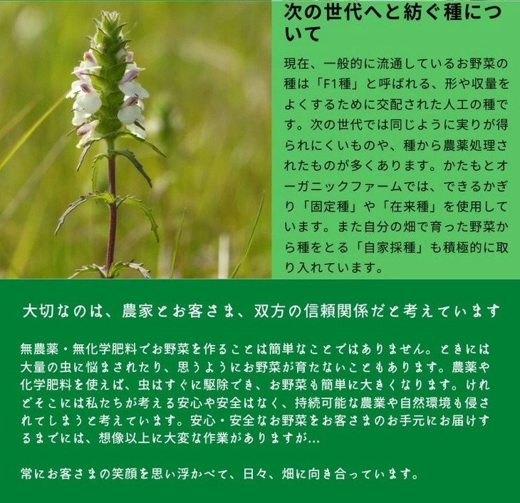 人参 4kg【期間限定】自然栽培の甘い 葉付き人参 京都府・亀岡産 かたもとオーガニックファームよりお届け 《訳あり サイズ不揃い にんじん 国産 京都産 栽培期間中農薬不使用 産地直送》 ※2025年1月～3月頃に順次発送 ※離島への発送不可