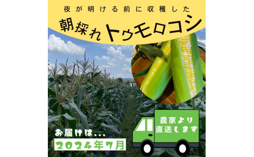 朝採れ とうもろこし 5kg スイートコーン ドルチェドリーム 甘い 早朝収穫〈アグリにのうみ〉京都 亀岡 農家直送 2024年産 ※北海道・沖縄・離島への配送不可 ※2024年7月上旬～7月下旬頃順次発送予定