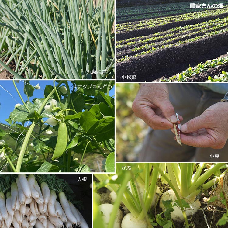 【1回】野菜詰め合わせ ＆ 卵 10個 有機野菜・京野菜の『京都やおよし』｜野菜 玉子 たまご 京都産 オーガニック 有機JAS 農薬不使用 減農薬 野菜セット※北海道・沖縄・離島への配送不可