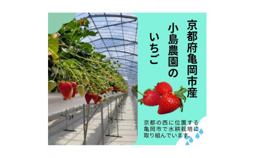 【数量限定】高級 京いちご 内容量 約1,000g（250g 4パック）【紅ほっぺ おいCベリー スターナイトから厳選してお届け】訳あり 完熟 朝採れ※離島への配送不可 ※2025年2月上旬～5月下旬頃に順次発送予定