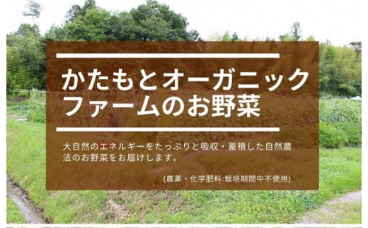 【6回定期便】京都府・亀岡産 自然農法＆農薬を使わずに育てた体も心も喜ぶ、かたもとオーガニックファームの季節のお野菜セット 毎回10〜20品目　※離島への発送不可