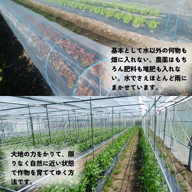 旬のこだわり 京野菜 セット 6〜10種類＜ファーザーズファーム＞栽培期間中農薬不使用｜野菜 野菜詰め合わせ 野菜セット 京野菜 旬の野菜 新鮮野菜 ※北海道・沖縄・離島への配送不可