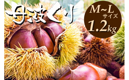 京都亀岡産 丹波くり M〜Lサイズ 1.2kg【期間限定 数量限定】《栗 くり 丹波栗 小粒 お菓子用》 ※北海道・沖縄・離島への配送不可 ※2024年9月中旬～10月中旬ごろに順次発送予定