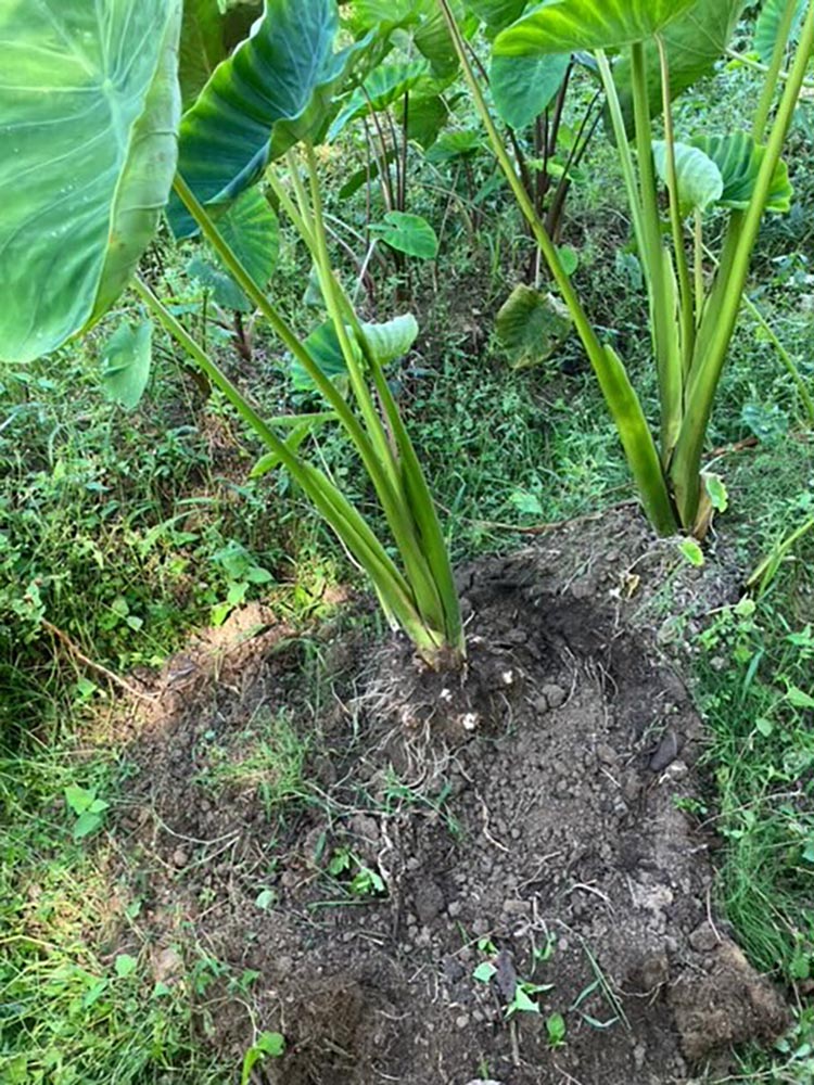 【期間限定】自然栽培のさといも 4kg 京都 亀岡産 かたもとオーガニックファームよりお届け《里芋 野菜 産地直送 国産 採れたて 新鮮 サトイモ》 ※2024年11月上旬頃〜2025年2月下旬頃に順次発送予定 ※離島への配送不可