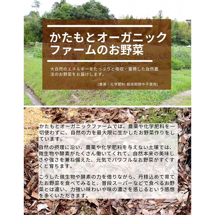 たまねぎ 10kg 自然栽培のかわいい玉ねぎ（小たまねぎ）京都府・亀岡産 かたもとオーガニックファームよりお届け ｜ 訳あり 玉葱 タマネギ 小さめ サイズ小 ※離島への発送不可