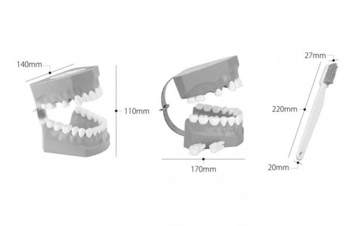 歯の模型 歯磨き指導用 大型モデル（永久歯列 歯ブラシ付）《歯 模型 歯列模型 歯模型 顎模型 2倍大》 ※着日指定不可