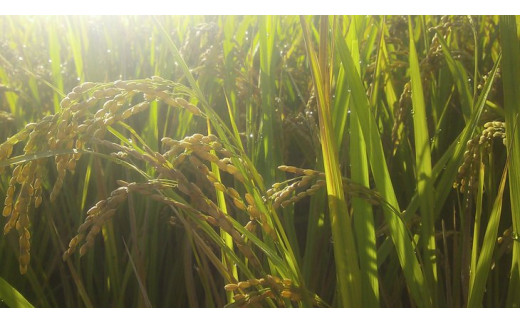 亀岡盆地『霧の米』 白米 5kg＜アスカ有機農園＞《令和6年産 特別栽培米 コシヒカリ 米》※2024年10月以降順次発送予定