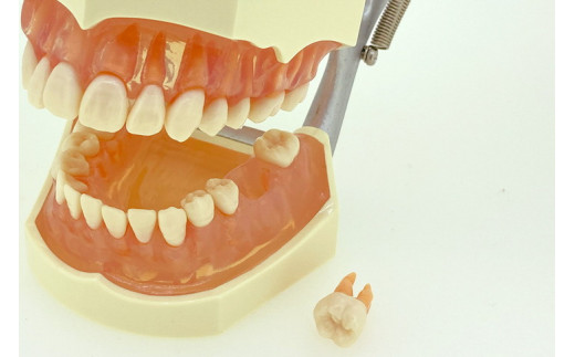歯の模型 歯磨き指導用 実物大モデル（歯着脱可）《歯 模型 歯列模型 歯模型 顎模型 歯医者使用 教材》 ※着日指定不可