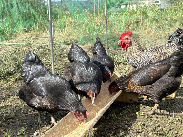 たかはし農園の放し飼い 黒鶏 ネラのたまご 10個×2 計20個 《京都 丹波産 放し飼い 希少 自然卵 平飼い 卵 有精卵 贈り物 ギフト 産地直送 健康食品 贈答》 ※2025年3月以降順次発送予定