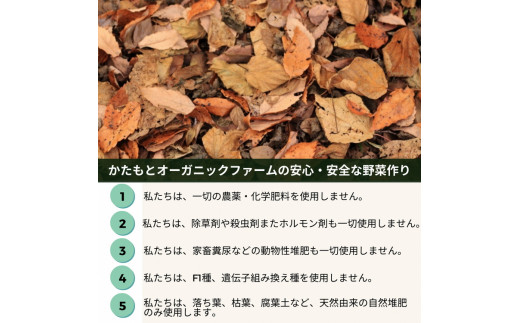 【2025年産 予約】甘〜い そら豆 4kg【期間限定】京都府・亀岡産 自然栽培のかたもとオーガニックファームよりお届け ※2025年4月末頃～6月初旬に順次発送予定 ※離島への配送不可