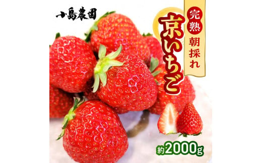 【数量限定】高級 京いちご 内容量 約2,000g（250g 8パック）【紅ほっぺ おいCベリー スターナイトから厳選してお届け】訳あり 完熟 朝採れ※離島への配送不可 ※2025年2月上旬～5月下旬頃に順次発送予定