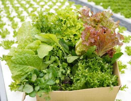 旬の葉物野菜おまかせセット＜小島農園＞◇《農薬不使用 京野菜 京都 亀岡産 季節の野菜セット 新鮮 安心 安全 産地直送 詰め合わせ やさい 自然派 農家直送》