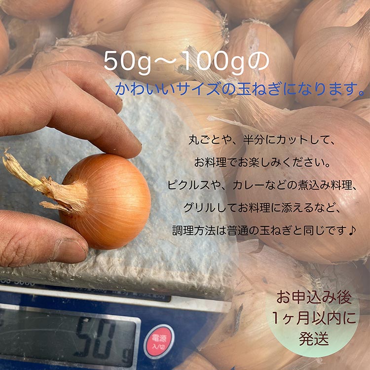 たまねぎ 5kg 自然栽培のかわいい玉ねぎ（小たまねぎ）京都府・亀岡産 かたもとオーガニックファームよりお届け ｜ 訳あり 玉葱 タマネギ 小さめ サイズ小 ※離島への発送不可