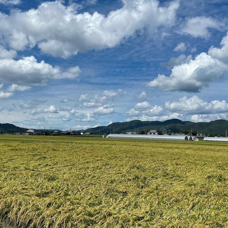 【先行予約】【12回定期便】「京都 旭のお米」丹波 亀岡産 コシヒカリ 10kg（5kg×2袋）×12ヶ月 計120kg ＜なごみの里あさひ＞◇ ｜ 米 白米 精米 小分け 国産 京都府産 農家 送料無料 令和6年産 1年 お取り寄せ 新生活 ※配送不可地域あり