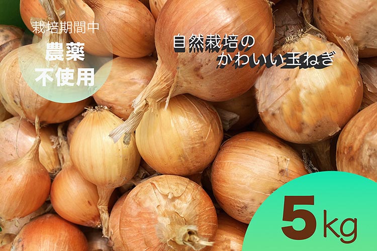 たまねぎ 5kg 自然栽培のかわいい玉ねぎ（小たまねぎ）京都府・亀岡産 かたもとオーガニックファームよりお届け ｜ 訳あり 玉葱 タマネギ 小さめ サイズ小 ※離島への発送不可