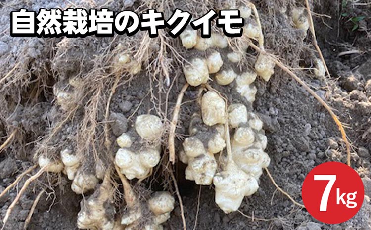 【期間限定】自然栽培のキクイモ 7kg 京都 亀岡産 かたもとオーガニックファームよりお届け《菊芋 野菜 産地直送 国産 健康 食品 ダイエット 芋》 ※2024年11月上旬〜2025年3月下旬頃に順次発送予定 ※離島への配送不可