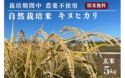 自然栽培米 キヌヒカリ 玄米 5kg　京都府・亀岡産 令和5年産 栽培期間中農薬不使用  ※離島への配送不可