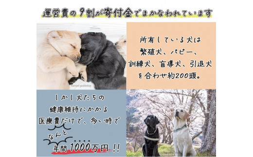 盲導犬 訓練 支援寄附 記念品［タオル・エコバッグ など盲導犬協会オリジナルグッズ］「行きたい場所に安心していける社会に…」補助犬（15,000円）