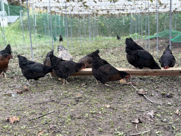 たかはし農園の放し飼い 黒鶏 ネラのたまご 10個×2 計20個 《京都 丹波産 放し飼い 希少 自然卵 平飼い 卵 有精卵 贈り物 ギフト 産地直送 健康食品 贈答》 ※2025年3月以降順次発送予定