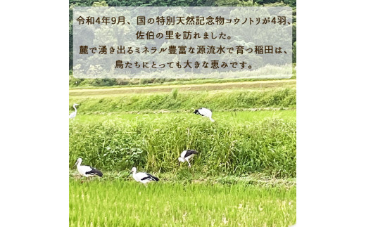 【令和6年産先行予約】米 定期便 10kg×2ヶ月 20kg コシヒカリ 佐伯の里の源流米 希少 農家直送 令和6年産 新米 白米 10キロ 2回 低農薬米 減農薬米 京都丹波産 こしひかり 家計応援 生活応援 ※北海道・沖縄・離島配送不可 ※2024年10月以降発送予定