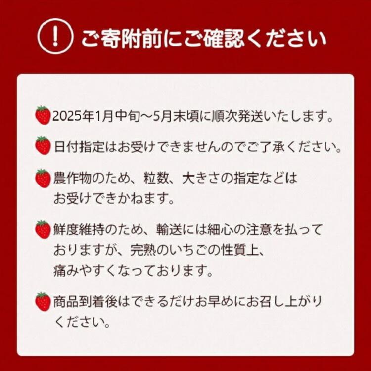 【数量限定】高級 完熟 京いちご 1箱 希少 お楽しみ【紅ほっぺ おいCベリー スターナイト から厳選してお届け】人気 小島農園 減農薬 果実 新鮮 フルーツ 旬 いちご 苺 有名 スイーツ店 御用達 ※2025年1月中旬～5月下旬頃に順次発送予定