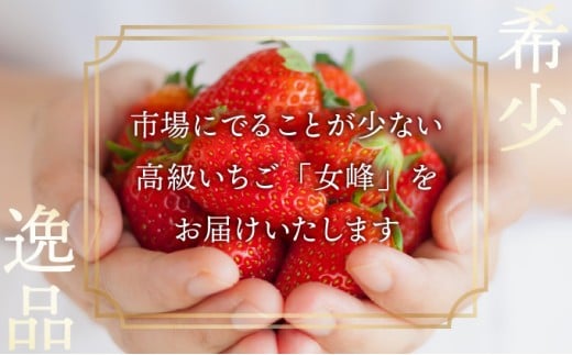 æ°ééå® å¹»ã®äº¬éœäºå²¡ç£ é«çŽãã¡ãã女峰ã2ç®±å â»ååŠè¥æã»èŸ²è¬æ¥µåäžäœ¿çšãã€ããŽ èº ãã¡ã ãã«ãŒã 蟲家çŽéã â»2026幎1æäžæ¬ã5æäžæ¬é ã«é 次çºéäºå®