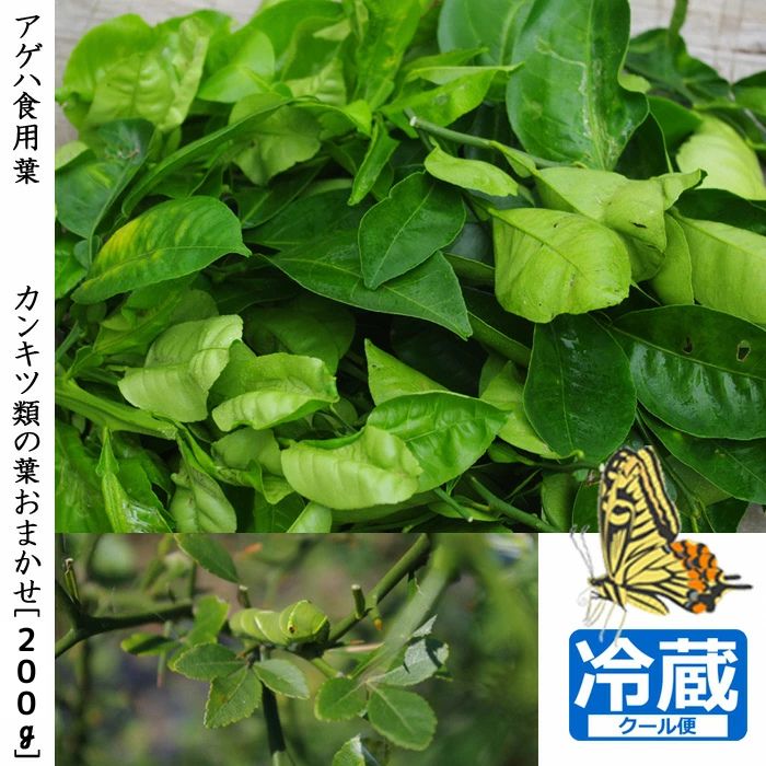 ＜すだ農園＞ アゲハ 食用葉 (食樹)◇ 柑橘類の葉 おまかせ(品種は色々)《200g入》冷蔵便 ｜ 蝶 幼虫 餌 ※北海道・沖縄・離島への配送不可 ※2025年6月下旬～9月下旬頃に順次発送予定
