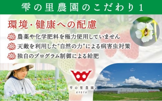 数量限定 幻の京都亀岡産 高級いちご【女峰】1箱分 ※化学肥料・農薬極力不使用《イチゴ 苺 いちご フルーツ 農家直送》※2026年1月中旬〜5月下旬頃に順次発送予定