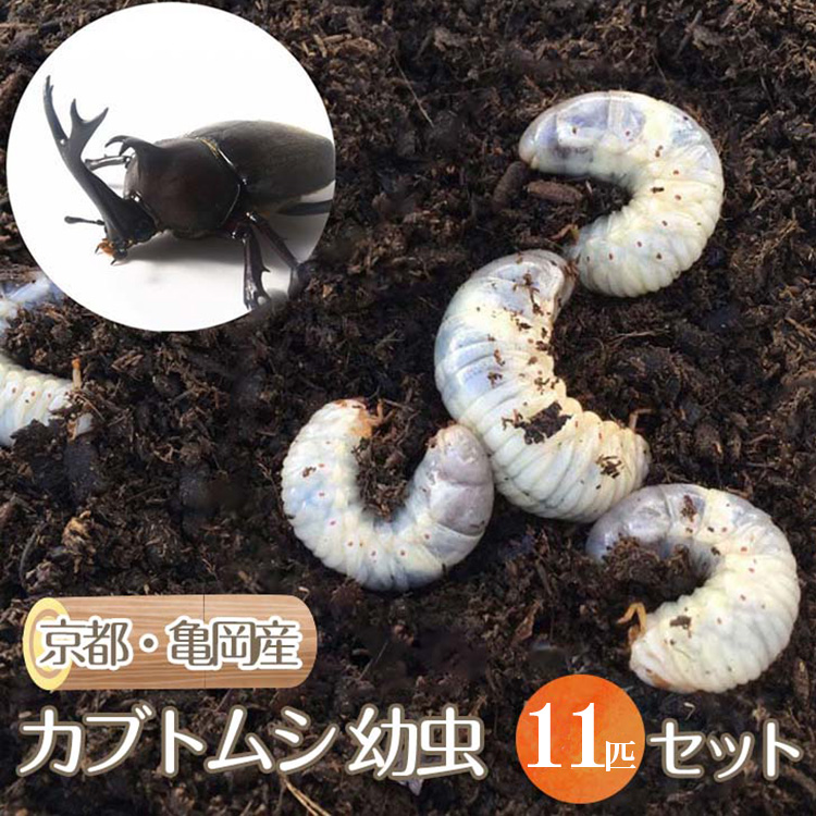 京都・亀岡産 カブトムシ 幼虫 11匹 セット《国産 昆虫 幼虫 オス メス 飼育 自由研究》