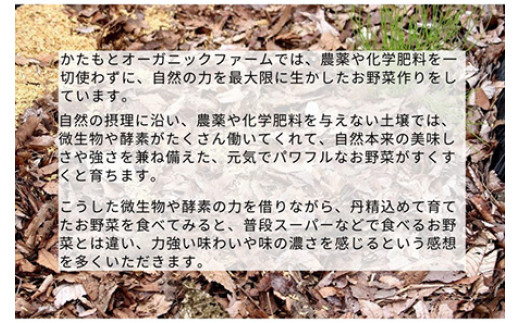 【12回定期便】京都府・亀岡産 自然農法＆農薬を使わずに育てた体も心も喜ぶ、かたもとオーガニックファームの季節のお野菜セット 毎回10〜20品目　※離島への発送不可