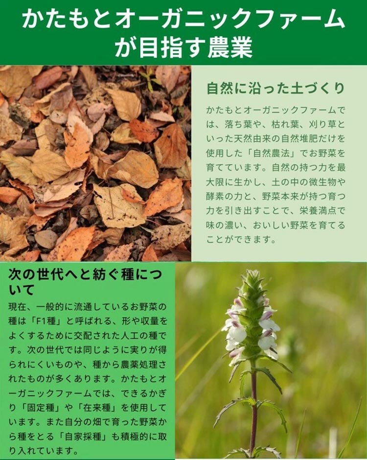 【期間限定】自然栽培のさつまいも 12kg 鳴門金時 京都 亀岡産 かたもとオーガニックファームよりお届け《サツマイモ 野菜 産地直送 国産 スイーツ》 ※2024年11月上旬頃〜2025年1月下旬頃に順次発送予定 ※離島への配送不可