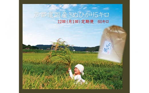 【12回定期便】京都 亀岡産 きぬひかり 「こぞう米」 5kg × 12ヶ月 合計60kg 毎月お届け《米 令和6年産 生活応援 訳あり》 ※北海道・沖縄・離島への配送不可