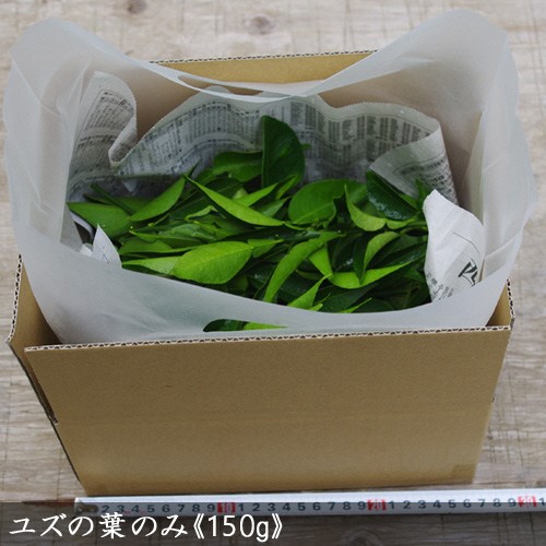 ＜すだ農園＞アゲハ 食用葉 (食樹)◇ ユズ 系の葉のみ《150g入》 冷蔵便 ｜ 蝶 幼虫 餌 ※北海道・沖縄・離島への配送不可 ※2024年6月下旬～9月下旬頃に順次発送予定