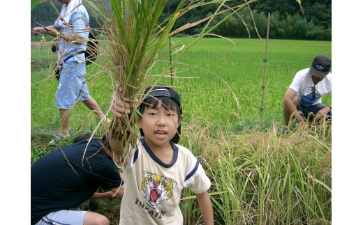 【12回定期便】＜アスカ有機農園＞京都 丹波 こだわり 米 5kg × 12ヶ月（毎月お届け）計60kg 《令和6年産 米 特別栽培米》