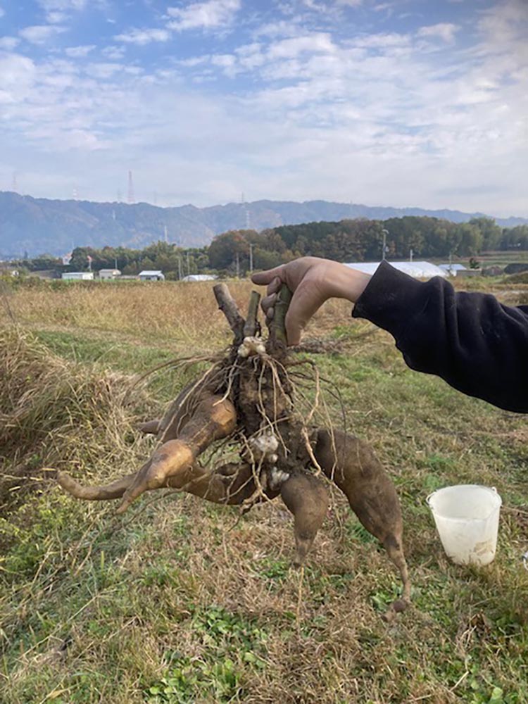 【期間限定】自然栽培の甘〜いヤーコン 12kg 京都 亀岡産 かたもとオーガニックファームよりお届け《野菜 産地直送 国産 健康 食品 ダイエット 芋 》 ※2024年11月上旬頃〜2025年1月下旬頃に順次発送予定 ※離島への配送不可