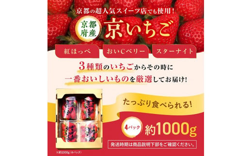 【数量限定】高級 京いちご 内容量 約1,000g（250g 4パック）【紅ほっぺ おいCベリー スターナイトから厳選してお届け】訳あり 完熟 朝採れ※離島への配送不可 ※2025年2月上旬～5月下旬頃に順次発送予定