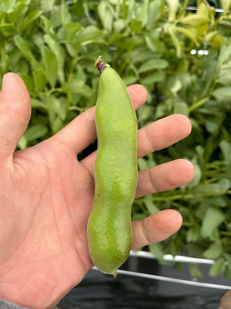 ïŒå
è¡äºçŽïŒæ¥ã ã ãã¯ãã¯ããè±ïŒ2kg äº¬éœ äºå²¡ç£ éè è±é¡ æ¬ ãã€ãŸã¿ åãå¯ã äººæ° â»åæµ·éã»æ²çžã»é¢å³¶ãžã®é
éäžå¯ â»2026幎5æäžæ¬ïœ6æäžæ¬é ã«é 次çºé