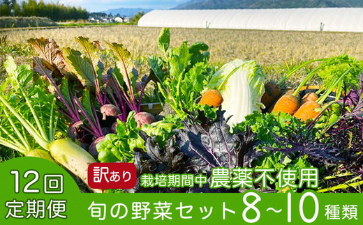 【12回定期便】かたもとオーガニックファームの農業研修生が無農薬・自然栽培で育てたお野菜セット 8〜10品目 ｜ 産地直送 朝採れ 新鮮 京野菜 京都府 亀岡産