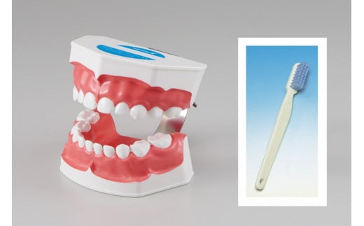 歯の模型 歯磨き指導用 大型モデル（乳歯列 歯ブラシ付）《歯 模型 歯列模型 歯模型 顎模型 2倍大》 ※着日指定不可