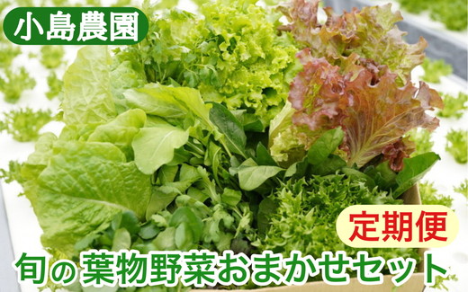 【6回定期便】野菜 詰め合わせ リーフレタス サラダ 7種 6回定期便 京都 丹波産 新鮮 旬の葉物野菜セット 小島農園《農薬不使用 京野菜 亀岡産 季節の野菜 産地直送 期間限定 ふるさと納税野菜》