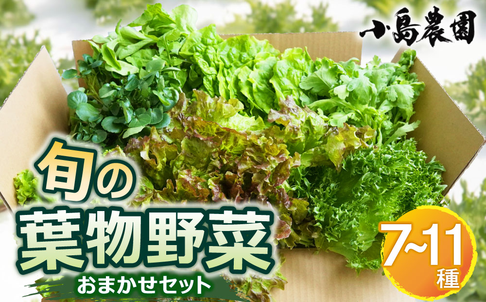 野菜 詰め合わせ リーフレタス サラダ 7種～11種 京都 丹波産 新鮮 旬の葉物野菜セット 小島農園《農薬不使用 京野菜 亀岡産 季節の野菜 産地直送 期間限定 ふるさと納税野菜》