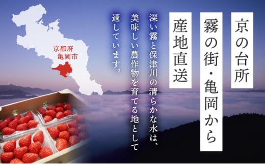 数量限定 幻の京都亀岡産 高級いちご【女峰】1箱分 ※化学肥料・農薬極力不使用《イチゴ 苺 いちご フルーツ 農家直送》※2026年1月中旬〜5月下旬頃に順次発送予定