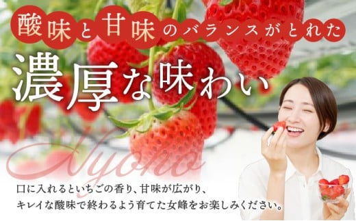 数量限定 幻の京都亀岡産 高級いちご【女峰】1箱分 ※化学肥料・農薬極力不使用《イチゴ 苺 いちご フルーツ 農家直送》※2026年1月中旬〜5月下旬頃に順次発送予定