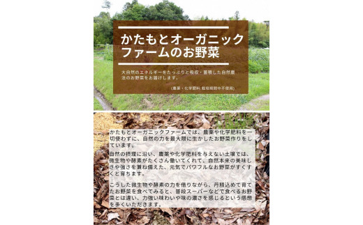 【先行予約】赤たまねぎ 5kg 京都府・亀岡産 自然栽培のかたもとオーガニックファームよりお届け ※2025年6月頃より順次発送予定 ※離島への発送不可