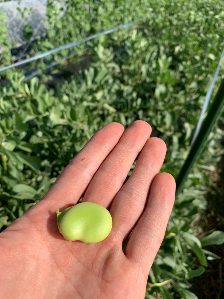 ïŒå
è¡äºçŽïŒæ¥ã ã ãã¯ãã¯ããè±ïŒ2kg äº¬éœ äºå²¡ç£ éè è±é¡ æ¬ ãã€ãŸã¿ åãå¯ã äººæ° â»åæµ·éã»æ²çžã»é¢å³¶ãžã®é
éäžå¯ â»2026幎5æäžæ¬ïœ6æäžæ¬é ã«é 次çºé