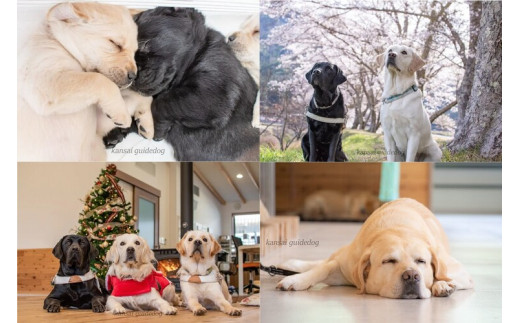 【返礼品なし】盲導犬の育成を応援しよう！（5,000円単位でご寄附いただけます。※3割を盲導犬育成に活用）