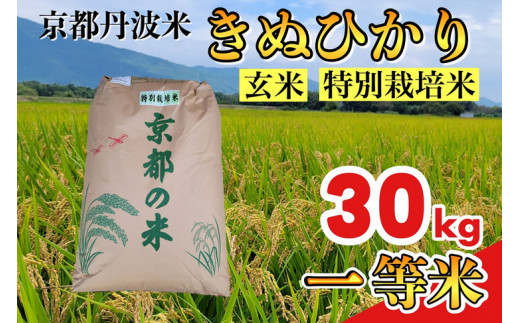 【令和7年産】京都丹波米 きぬひかり 玄米 30kg《米 一等米 キヌヒカリ 特別栽培米 減農薬》