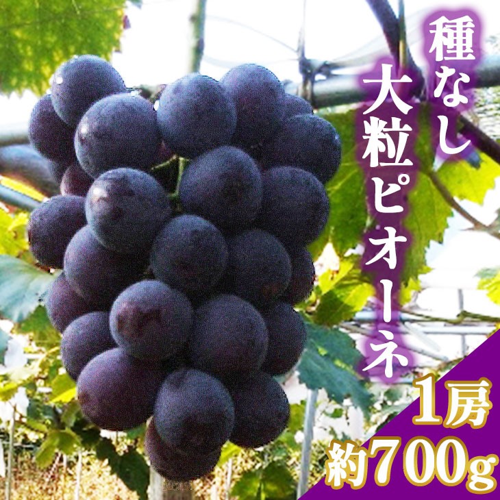 ＜たかはし農園＞《2025年産》農家直送！大粒の種なし葡萄 ピオーネ1房（700g前後）≪ぶどう たねなし 京都 丹波 南丹 亀岡 フルーツ≫ ※2025年8月中旬頃より順次発送予定